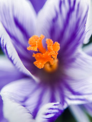 Fototapeta na wymiar first spring purple flowers macro photography, selective focus. mobile photo