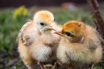 Close-up of yellow chickens on the grass, yellow little chickens, a group of yellow chickens. Poultry farming.