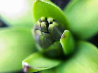 first spring flowers Bud macro photography, selective focus, mobile photography