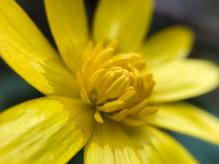 first spring yellow flowers macro photography, selective focus, mobile photography