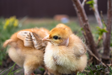 Little chicken, yellow chickens on the grass. Rearing small chickens. Poultry farming.