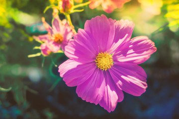 Pink and white starburst flowers