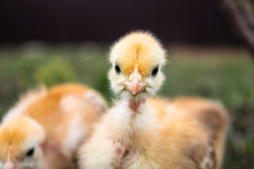 Little chicken, closeup, yellow chicken on the grass. Breeding small chickens.