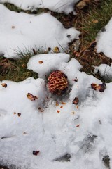 Pine cone in the winter