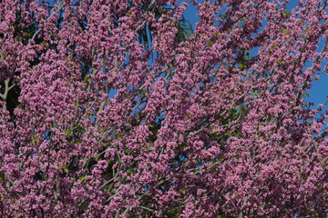 Obraz premium Springtime Bloom