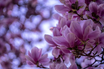Beautiful magnolias at sunset. Spring nature and flowering trees.