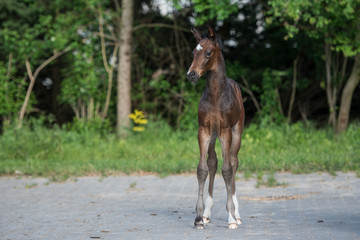 Fototapeta premium Warmblutfohlen Sportpferd in Frühling niedlich klein Porträt 
