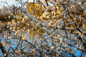 A beautiful spring white  blooming flowers on the tree, delicate, young and colorful flowers bloom on the branches of trees on a sunset time
