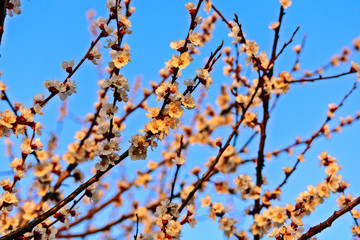 A beautiful spring white and pink blooming flowers on the tree, delicate, young and colorful flowers bloom on the branches of trees on a sunset time