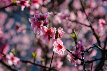 Spring pink blooming flowers on the tree, delicate, young and colorful flowers bloom on the branches of trees on a sunny day