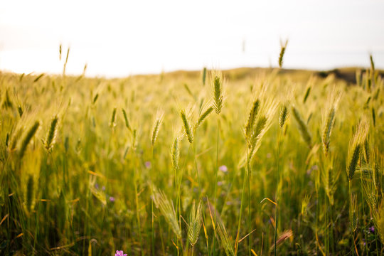 Beautiful green fields at sunset. Spring medow of grass and field wild flowers. Natural background.