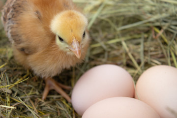 Newborn yellow chickens in hay nest along whole.