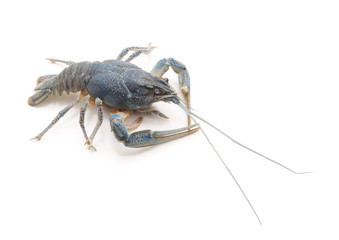 One river blue crayfish.