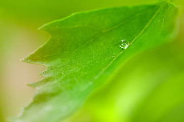 water drops on a green leaf