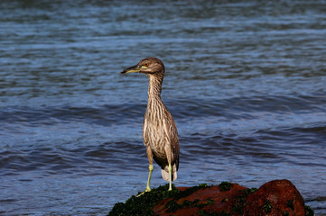 Black-Crowned Night-heron 3 - Savacu 3