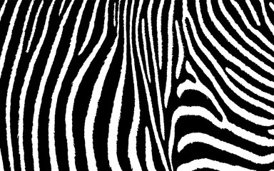 Fototapeta na wymiar Zebra Animal Print Vektor Grafik