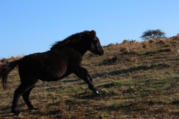 Running Horse- Dartmoor National Park