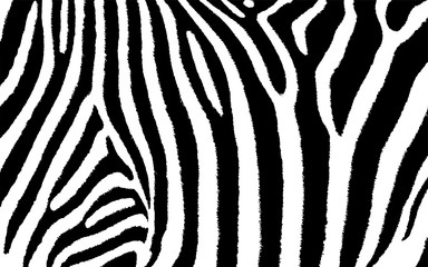 Zebra Animal Print Vektor Grafik