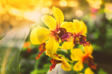 Naklejka na ściany i meble Yellow orchids in the garden