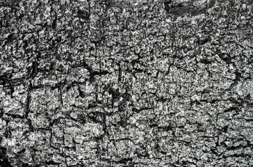 Abstract pattern of fine bark texture