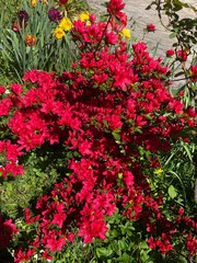 Azal&eacute;e rouge au printemps