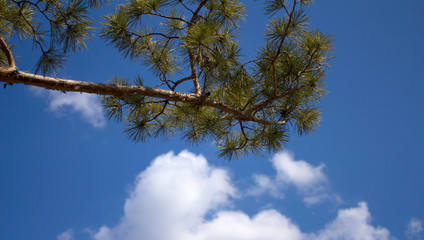 pine branch against a blue sky with a white cloud