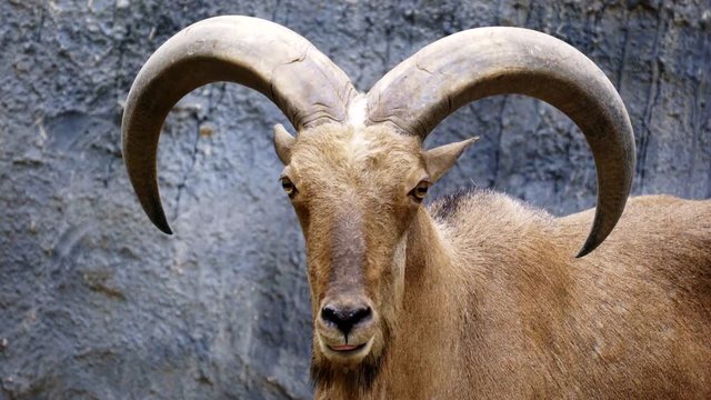 Barbary sheep ( Ammotragus lervia ) standing on rocky mountains