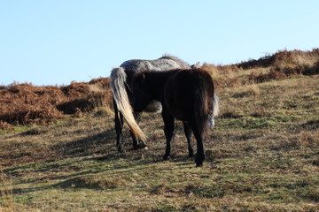 Horses- Dartmoor national park