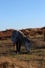 Fototapeta na wymiar Horse- Dartmoor National Park