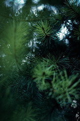 Obraz premium In the nature