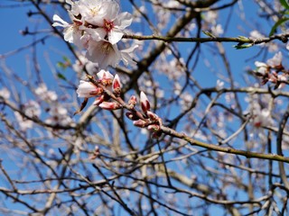 Mandelblüte am Zweig