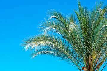 Palm trees in the sky