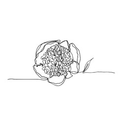 Hand drawn minimalistic peony flower, one single continuous black line simple drawing.