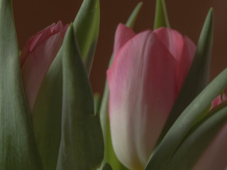 Spring decoration, tulips blurred, soft mist, postcard