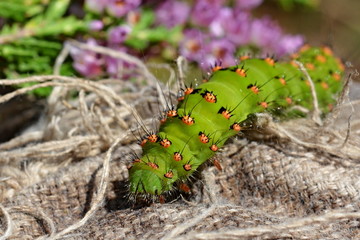 Saturnia pavonia - Night butterfly larva