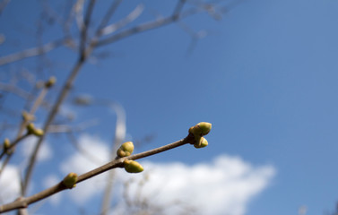 a branch with swollen buds on the background of bright blue sky
