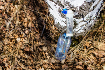 Fototapeta premium collecting birch SAP in early spring in a plastic pet bottle, with a blurred background