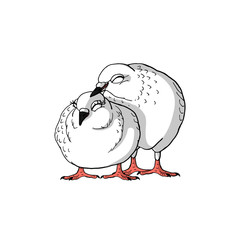 two hand drawn cute white pigeons, sweet loving couple of pigeons, symbol of bride and groom.