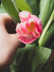 Fototapeta premium Spring background with pink tulips Congratulation concept