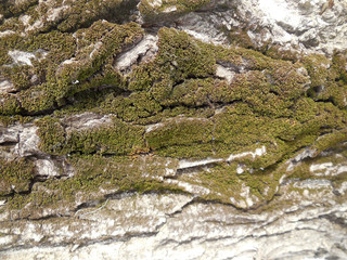 tree trunk covered with moss