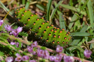 Saturnia pavonia - Night butterfly larva