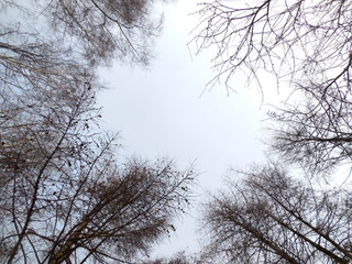 frame in the form of a gap of intertwined branches of trees against the blue sky with white clouds