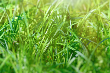 Fresh green grass in a meadow in the sunlight, spring summer natural background