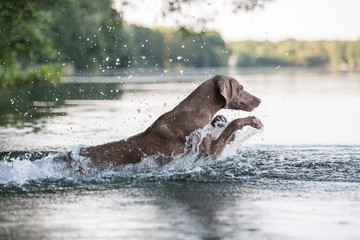 Hund schöne Weimeranerhündin springt zur abkühlung in den Badesee schwimmt und planscht durch...