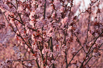 Blooming cherry