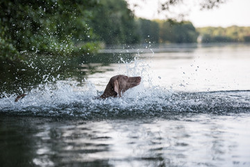 schöne Weimeranerhündin schwimmt im See