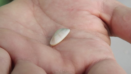 Small shell in hand