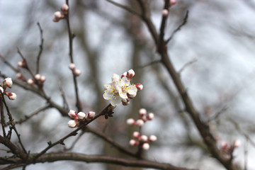 Branches of apricot with flowers and buds against the blue sky.