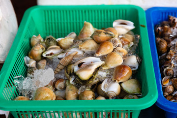 Fresh snails in the traditional fresh seafood market, Thailand