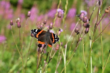 Butterfly on the meadow